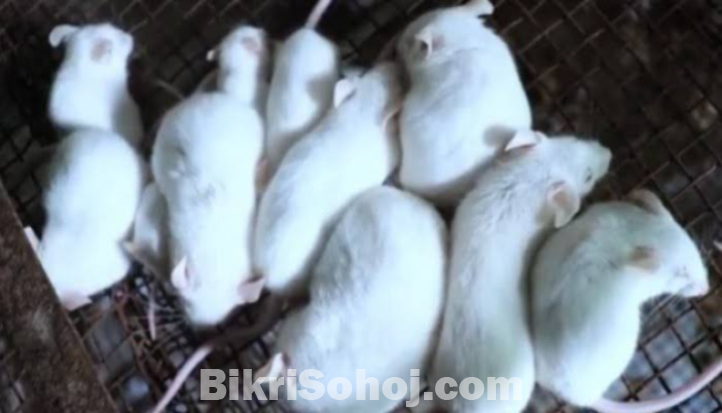 ইঁদুর/গিনিপিক।